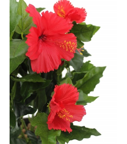 Hibiscus artificiel rouge