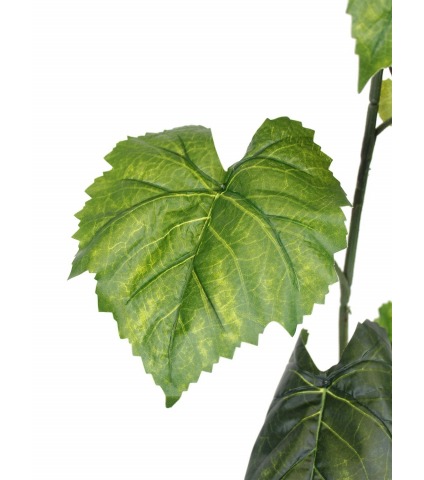 Guirlande de vigne vierge