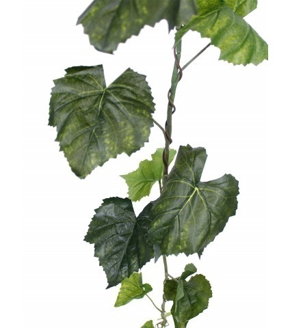 Guirlande de vigne vierge