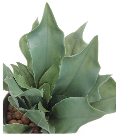 Fougère artificelle platycerium