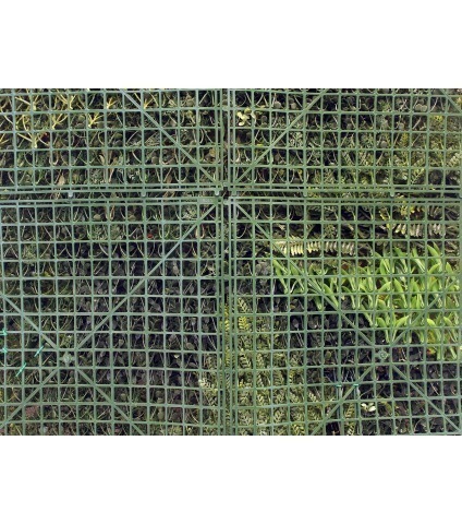 Mur végétal artificiel jungle