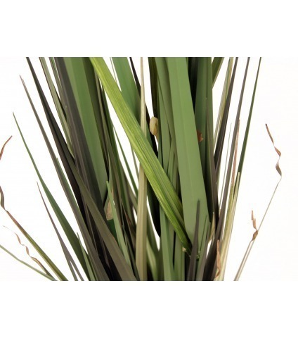 Herbe des étangs artificielle