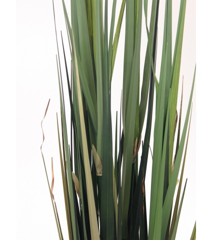 Herbe des étangs artificielle