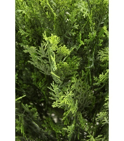 Cyprès buisson de Provence
