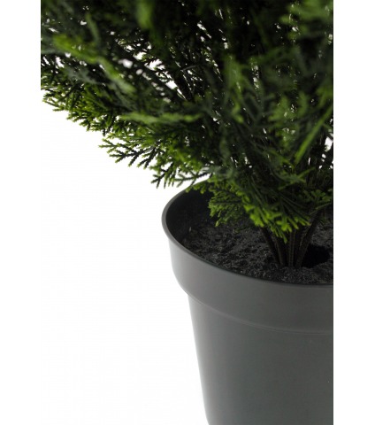 Cyprès buisson de Provence