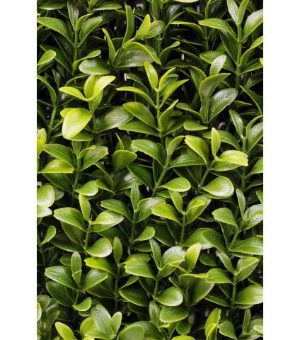 Hais de buis artificielle courte