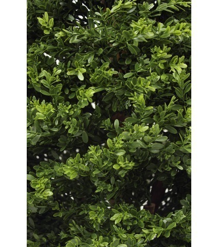 Buis d'Égypte artificiel