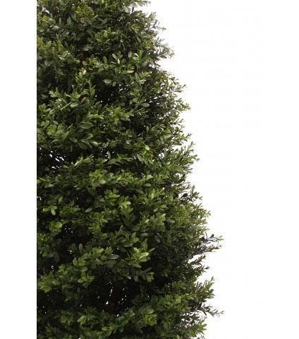 Buis d'Égypte artificiel