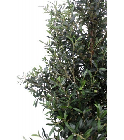 Olivier artificiel de Sicile