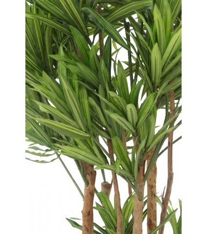 Dracaena artificiel de Jiangxi