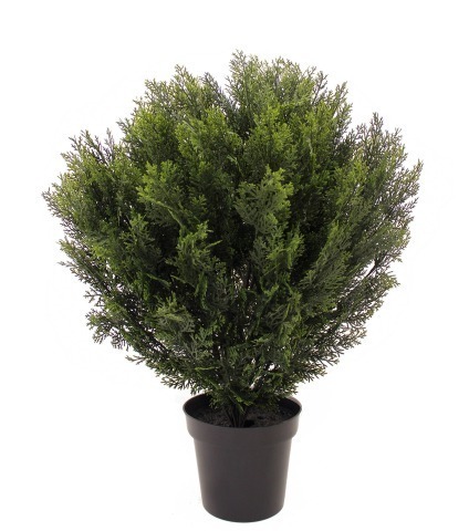 Cyprès buisson de Provence