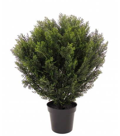 Cyprès buisson de Provence