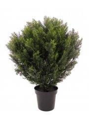 Cyprès buisson de Provence