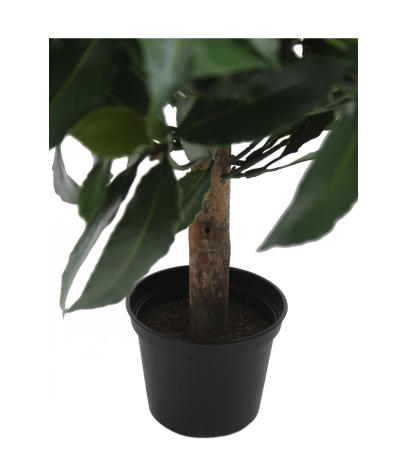 Pot