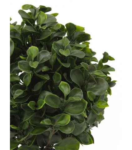 Peperomia artificiel obtusifolia