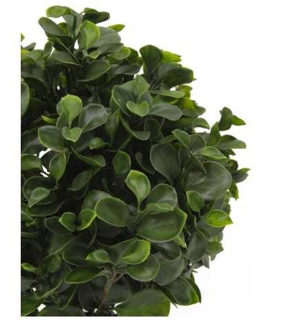 Peperomia artificiel obtusifolia