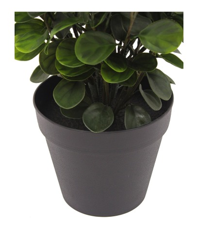 Pot