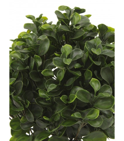 Peperomia artificiel obtusifolia