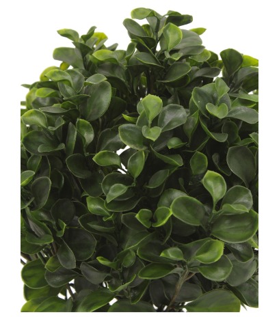 Peperomia artificiel obtusifolia