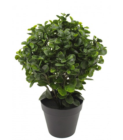 Peperomia artificiel obtusifolia