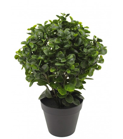 Peperomia artificiel obtusifolia