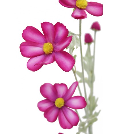 Cosmos rose artificiel