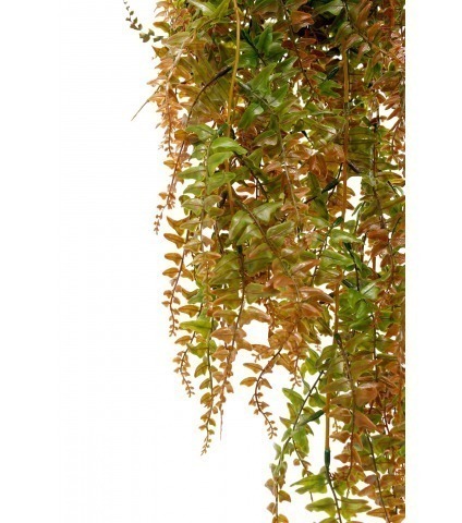 Fausse fougère retombante