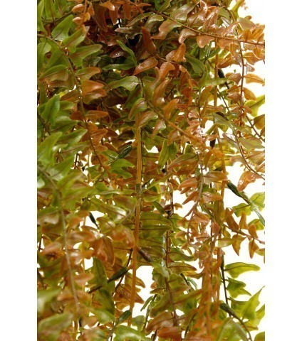 Fausse fougère retombante