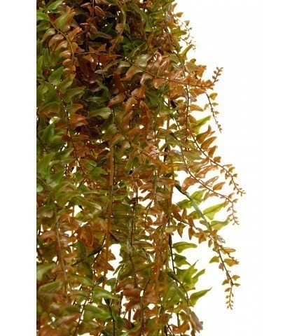 Fausse fougère retombante