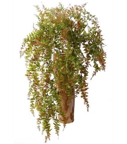 Fausse fougère retombante