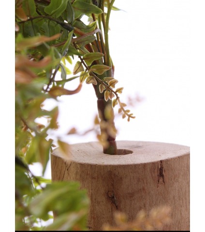 Fausse fougère retombante