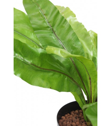 Asplenium nid d'oiseau artificiel