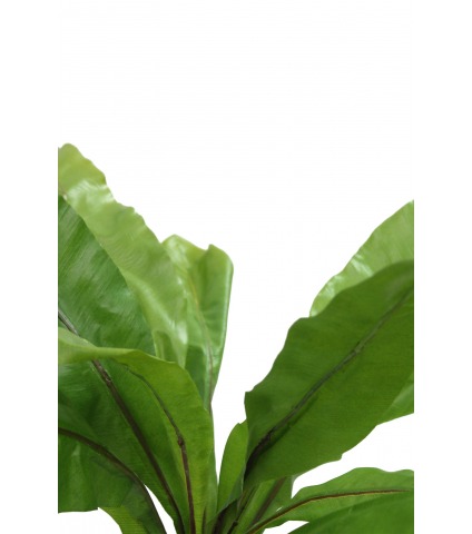 Asplenium nid d'oiseau artificiel