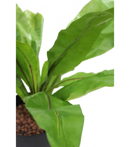 Asplenium nid d'oiseau artificiel