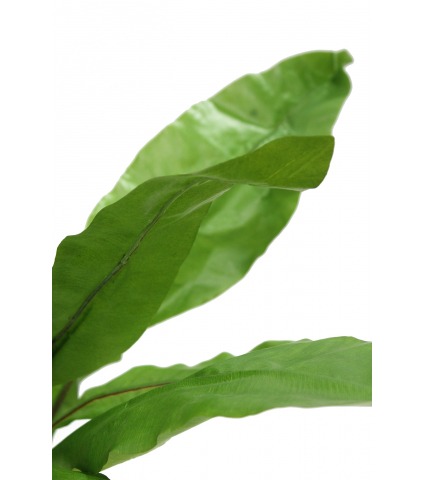 Asplenium nid d'oiseau artificiel