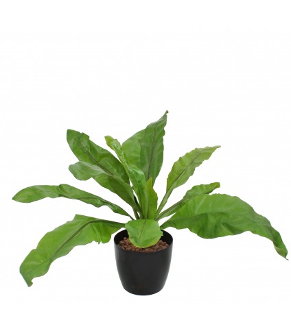 Asplenium nid d'oiseau artificiel