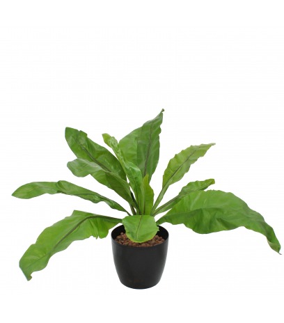 Asplenium nid d'oiseau artificiel