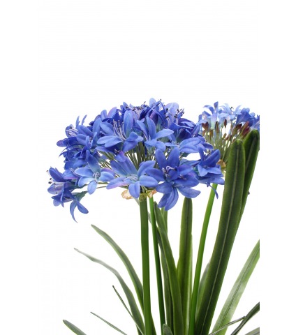Agapanthe artificielle bleue en motte