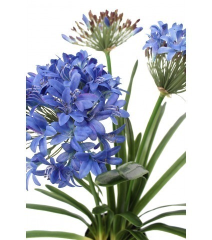 Agapanthe artificielle bleue en motte