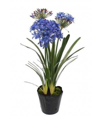 Agapanthe artificielle bleue en motte