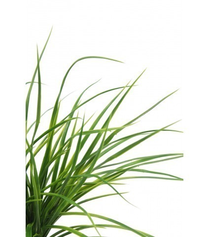 Herbe jonc artificielle