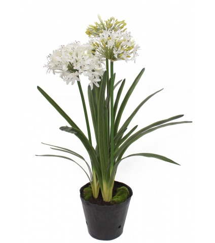 Agapanthe artificielle blanche en motte
