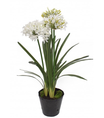 Agapanthe artificielle blanche en motte