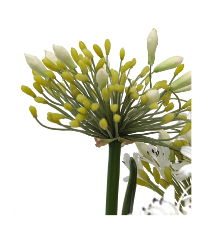 Agapanthe artificielle blanche en motte