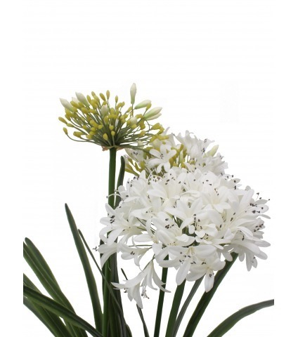 Agapanthe artificielle blanche en motte