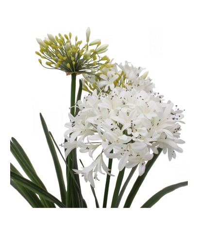 Agapanthe artificielle blanche en motte