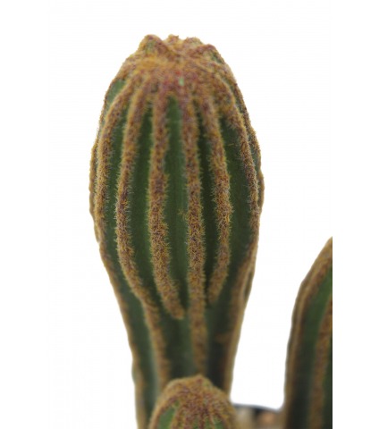 Mini cactus mamillaire artificiel