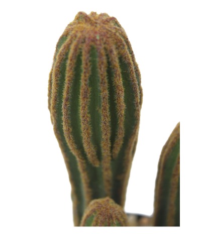 Mini cactus mamillaire artificiel