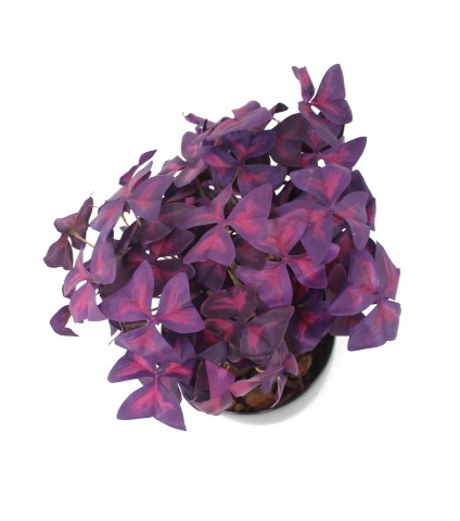 Oxalis triangulaire artificiel