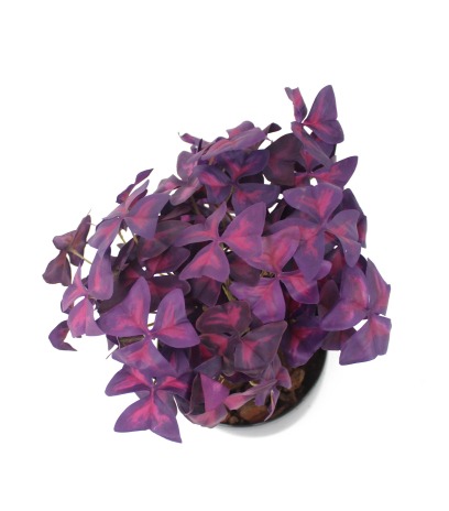 Oxalis triangulaire artificiel